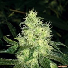 Bluehell marijuana single seeds