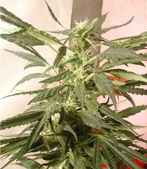 Bohdi Sativa marijuana seeds