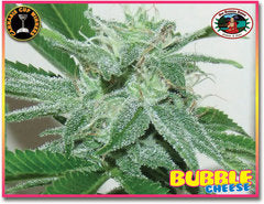 Bubble Cheese single seeds