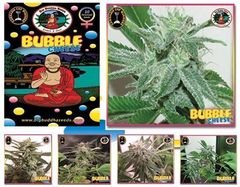 Bubble Cheese marijuana seeds