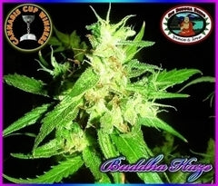 Buddha Haze marijuana seeds