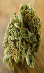 Burmese marijuana seeds