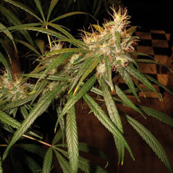 C13 Haze feminized marijuana seeds