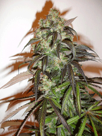 CH9 Green Bud feminized