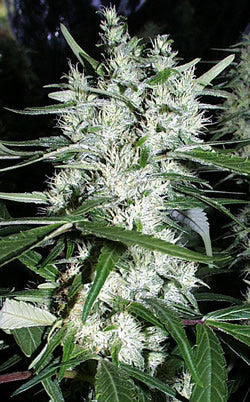 Orange marijuana seeds