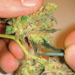 Channel + marijuana seeds
