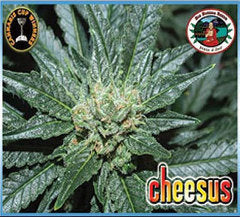 Cheesus marijuana seeds
