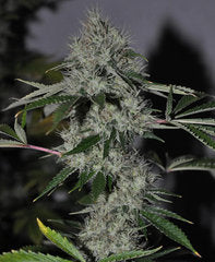 Chem4 OG marijuana seed