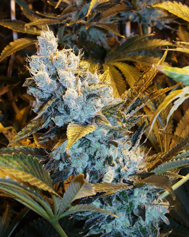 ChemDog double diesel marijuana seeds