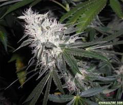 Chem Dog marijuana seeds