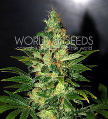 Chronic Haze marijuana seed