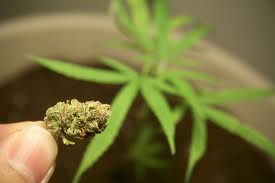 Chunkle marijuana seeds