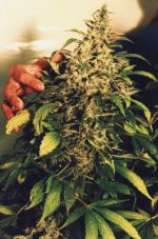 Cloud 7 marijuana seeds