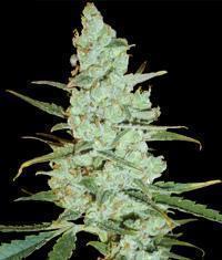 Critical Jack Herer marijuana seeds