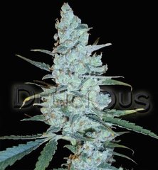 Graines simples de marijuana Critical Jack Herer