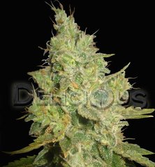 Critical kali mist cannabis single seeds