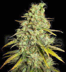 Critical Super Silver Haze single seeds