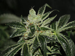 Darkstar marijuana single seeds
