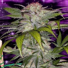 Deep Purple marijuana single seed