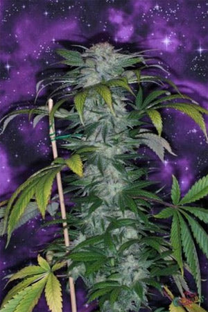 Deep Purple marijuana seeds