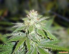 Devil Fruit medical marijuana single seeds