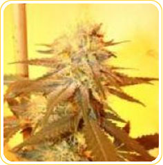 Diablo OG Kush storm marijuana seeds