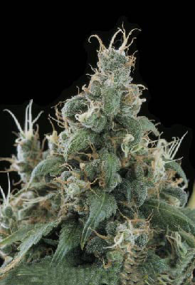 Diamond Head marijuana seeds