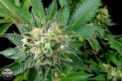 Diesel marijuana seeds