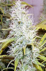 Dolce Vita marijuana seed
