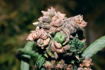 Blueberry Jam marijuana seeds