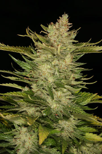 Atomic Shiva marijuana seeds