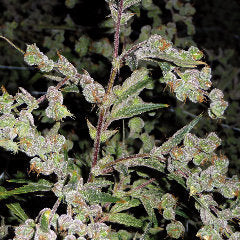 Dr Grinspoon single seeds
