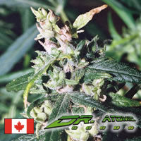 Nepal Babba marijuana seeds