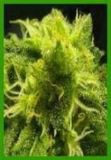 Ishvara marijuana seeds