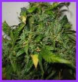 lowryder mint marijuana seeds