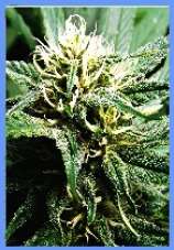 Hazy Daze marijuana seeds