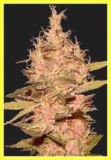 Master chronic marijuana seeds