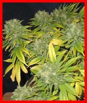 strawberry cough marijuana seeds
