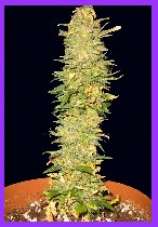 lowberry marijuana seeds