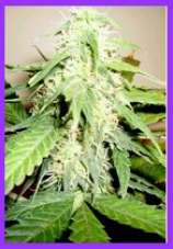 lowmaster marijuana seeds