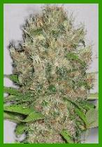 Himalayan Monster marijuana seeds