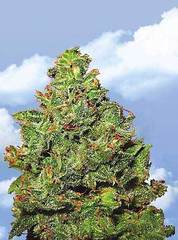 Edelweiss single marijuana seeds