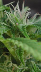 Eggmont Outdoor marijuana seeds