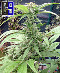 FG13 marijuana seeds