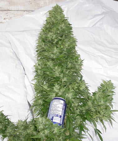 Fire Hydrant marijuana seeds