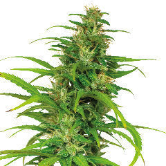 Flower Power automatic single seeds