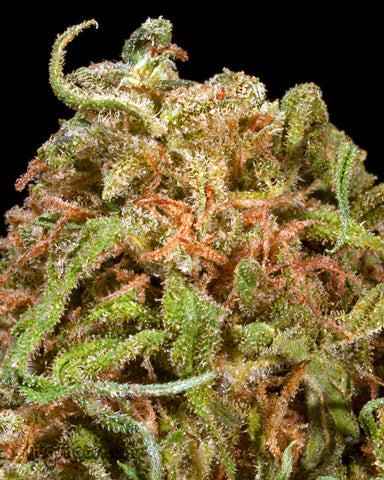 Frog Berry marijuana seeds