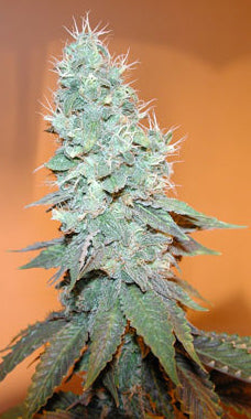 Frost Bite cannabis seeds