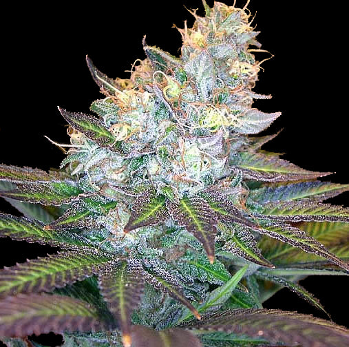 Frost Wreck cannabis seeds