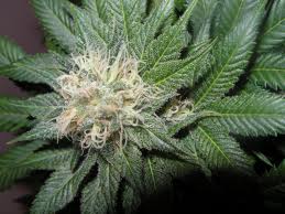 G13-IX cannabis seeds